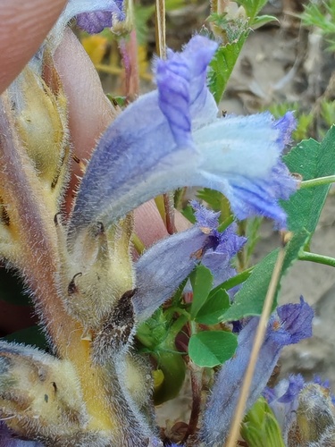 Cretan-Hawkbit Broomrape