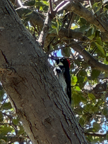 Acorn Woodpecker observed by wildharttmom