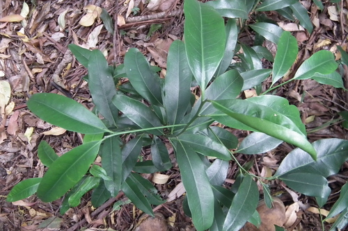 Greenheart (Endiandra compressa)