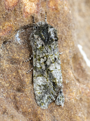 Copivaleria grotei