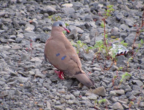 Blue-spotted Wood-Dove