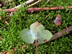 Phytomyza abdominalis