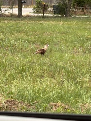 Crested Caracara observed by natalie_wright2