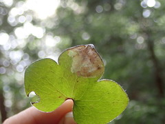 Phytomyza abdominalis