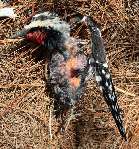 Yellow-bellied Sapsucker