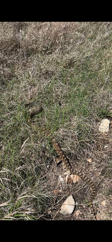 Gopher Snake observed by megansummersfreese