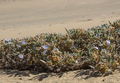 Tiquilia grandiflora