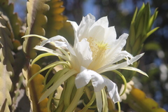 Hylocereeae