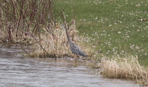 Great Blue Heron observed by lillievo