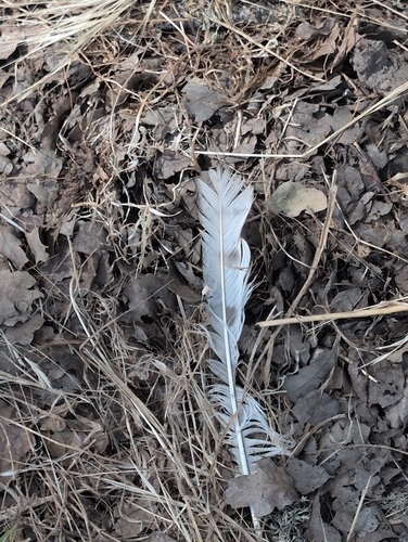 iNaturalist observation photo of Birds