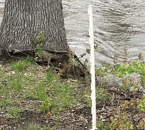 Common Raccoon observed by solramirez_22