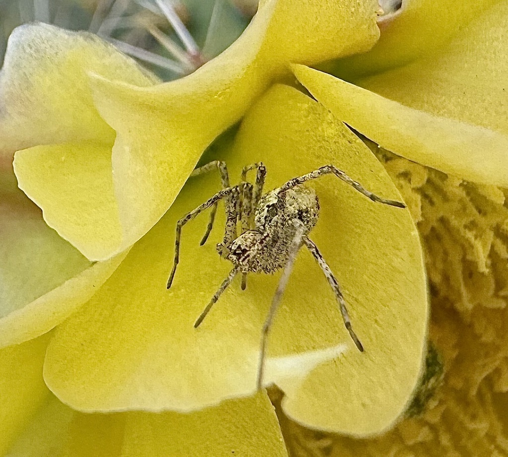 Titanebo californicus