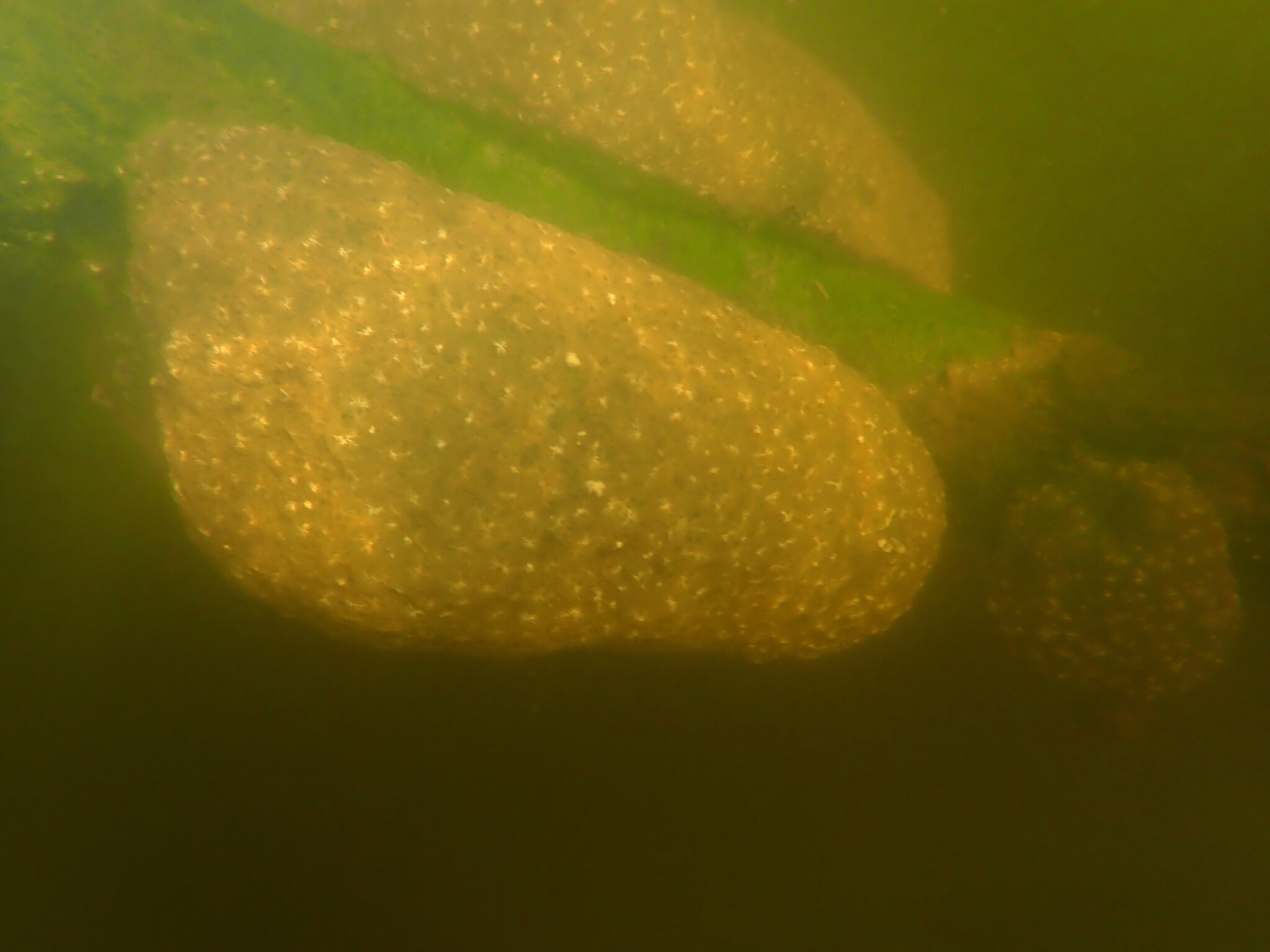 Pectinatella magnifica (Leidy, 1851)