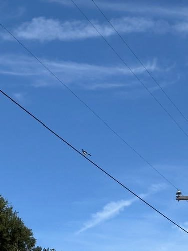 iNaturalist observation photo of Perching Birds
