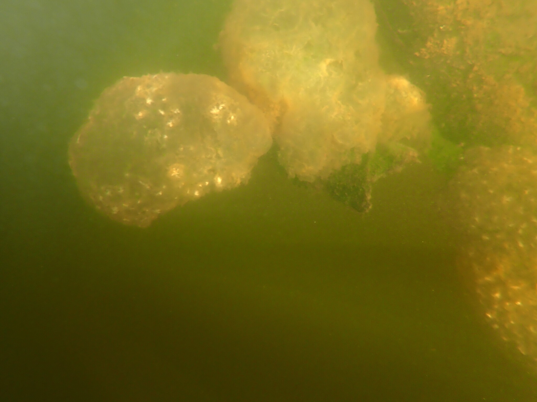 Pectinatella magnifica (Leidy, 1851)