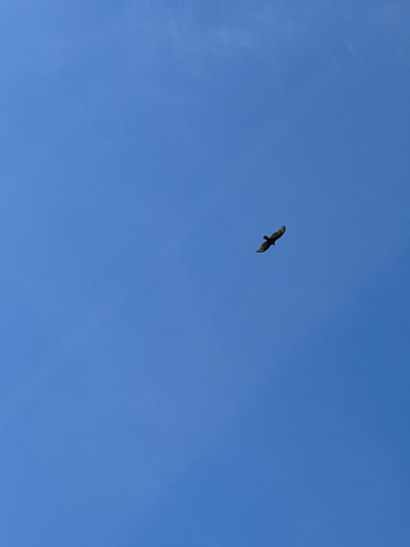 iNaturalist observation photo of Turkey Vulture