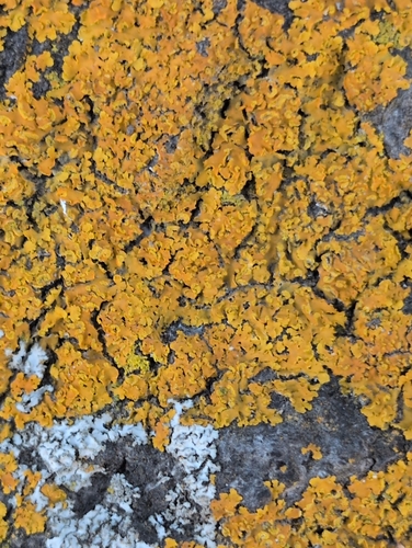 iNaturalist observation photo of Sac Fungi and Lichens