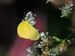 Pyrisitia dina westwoodi