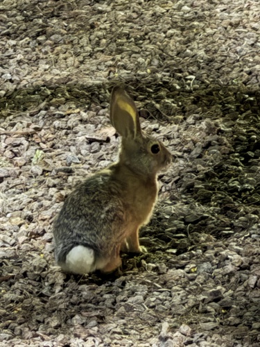 Desert Cottontail observed by benjamin53063