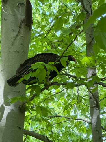 Turkey Vulture observed by kyan43