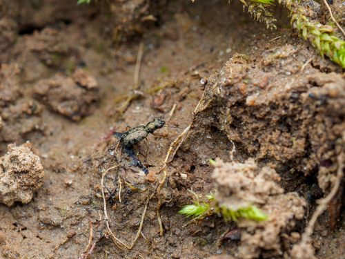 Asaphidion pallipes