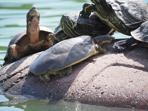 Spiny Softshell observed by yongestation