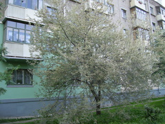 Yponomeuta malinellus