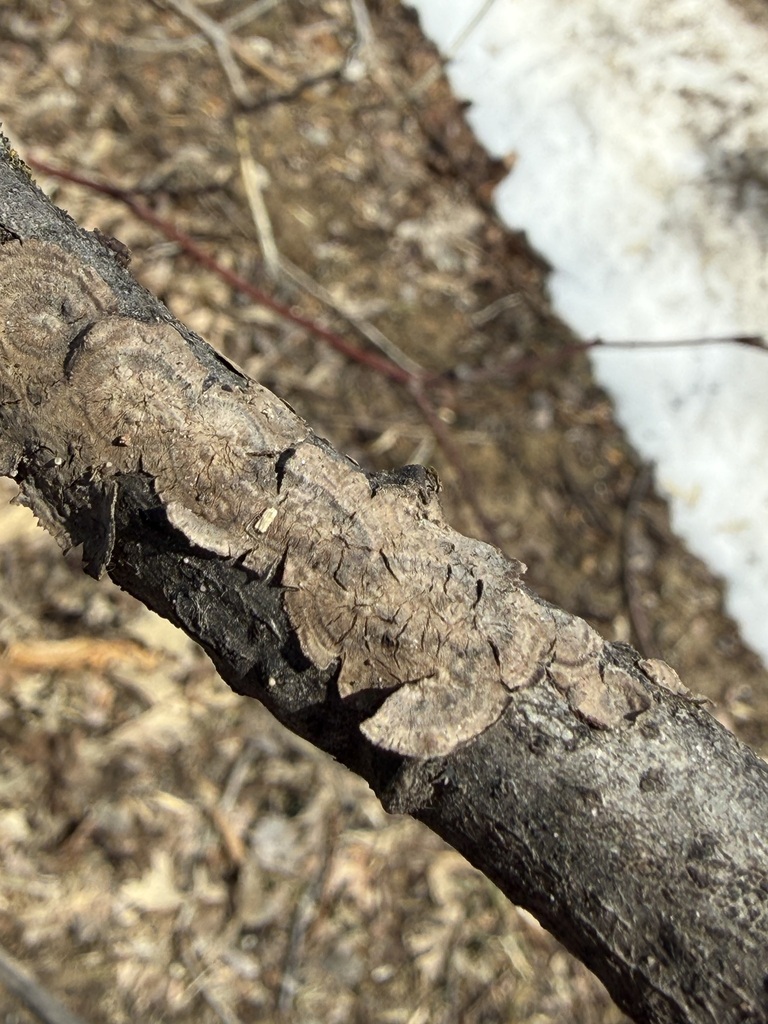 Peniophora cinerea · March 2026 · photo: © tanner-lichens-shrooms (iNaturalist, cc-by)