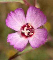 Clarkia franciscana, photograph author not stated, no rights reserved