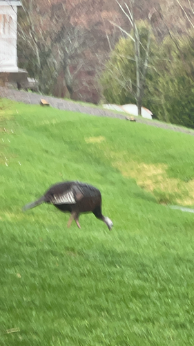 Wild Turkey observed by jessemeadows
