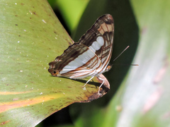 Adelpha iphicleola iphicleola