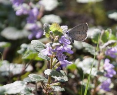 Celastrina ladon