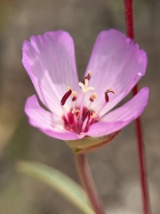 Clarkia franciscana, photograph author not stated, no rights reserved