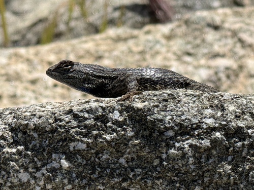 Western Fence Lizard observed by mojavemama