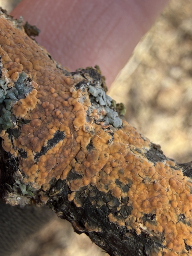 Peniophora incarnata · March 2026 · photo: © tanner-lichens-shrooms (iNaturalist, cc-by)