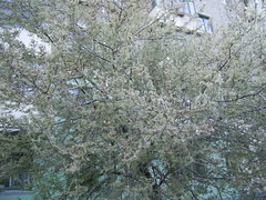 Yponomeuta malinellus