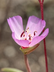 Clarkia franciscana, photograph author not stated, no rights reserved
