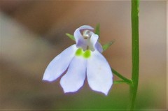 Lobelia homophylla