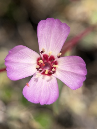 Clarkia franciscana, photograph 6