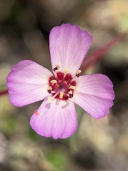 Clarkia franciscana, photograph author not stated, no rights reserved