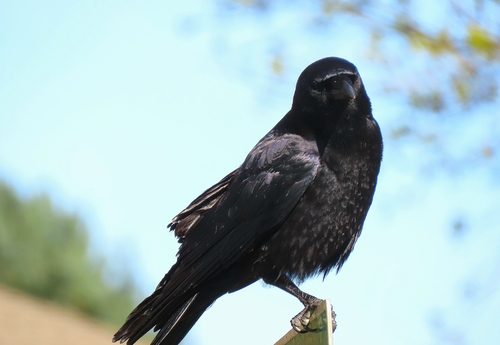 American Crow observed by lichentious