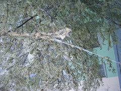 Yponomeuta malinellus