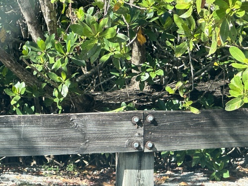 Green Anole observed by oliver_g_jones