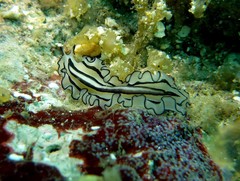 Pseudobiceros gratus