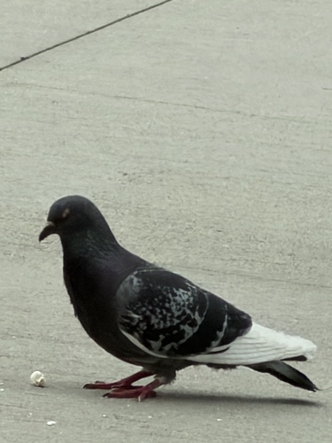 Rock Pigeon observed by cmilla