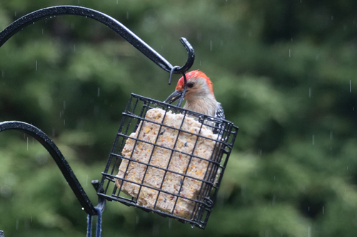 Red-bellied Woodpecker observed by tatiana-s