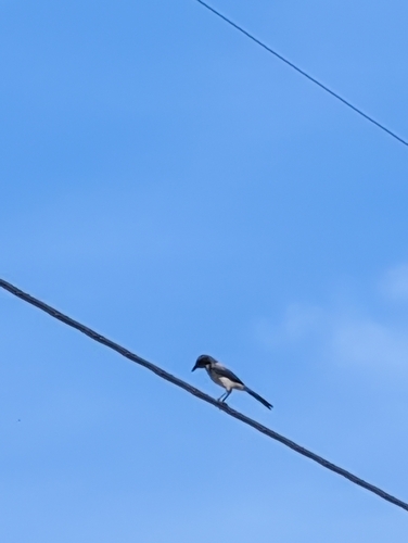 iNaturalist observation photo of California Scrub-Jay