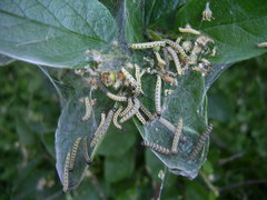 Yponomeuta malinellus