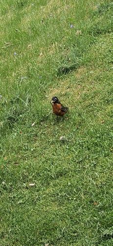 American Robin observed by brandigollihue
