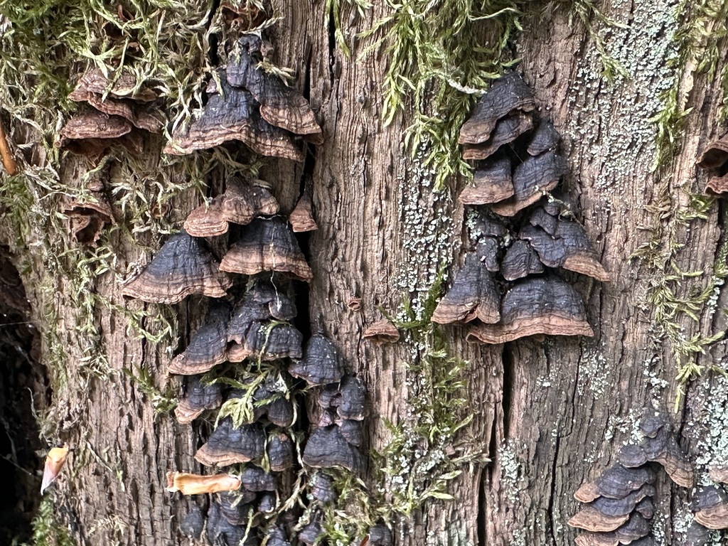 Hymenochaete rubiginosa · April 2026 · photo: © jasonrgrant (iNaturalist, cc-by)